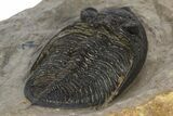 Fossil Zlichovaspis Trilobite - Atchana, Morocco #331928-5